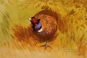  Gallo Arte - Un pájaro faisán gallo Archibald Thorburn